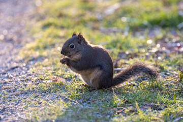 Brown Douglas squirrel © Feng Yu