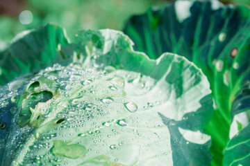 Green cabbage leaves in the garden with dew drops close-up. Plant growing, agriculture, horticulture. Growing vegetables on the farm. healthy eating