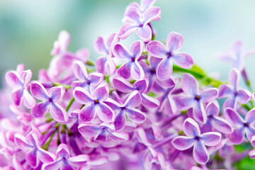 Blooming lilac flowers. Macro photo.