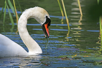 Obraz premium Swan feeding in a lake 