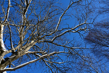 crown of tree from below against blue winter sky. View of sky from forest. Beautiful background of...