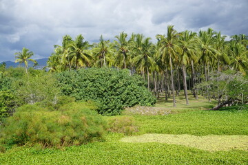 Fototapeta na wymiar palm trees grove in the park on the tropical island La Réunion, France