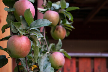 Harvest of red apples in the garden
