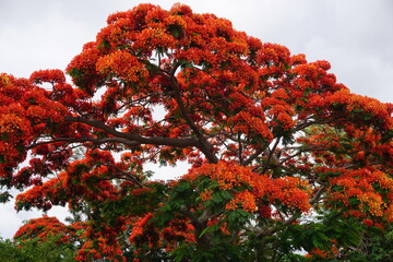 closeup of a red flamboyant tree in full bloom on the tropical island La Réunion, France - obrazy, fototapety, plakaty