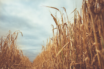 Wheat field