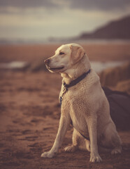 Yellow labrador on the beach at sunset