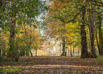 Woodland path