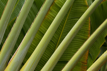 Fototapeta na wymiar Closeup of a fan palm leaf with lush green tropical leaves in the background 