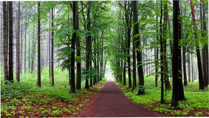 Fototapeta premium Stadtwald / Sächsisches Vogtland / Frühling