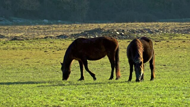 Horses of the Pentro breed, Samnium Pentrum, grazing in the wetland of the Pantano Zittola. Montenero Val Cocchiara, Province of Isernia, Molise