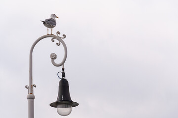 Seagull standing on a streetlight un Barcelona 