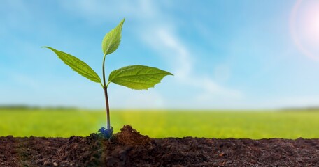 Seeding plant, Green young plants growing from the soil. Agricultural scene