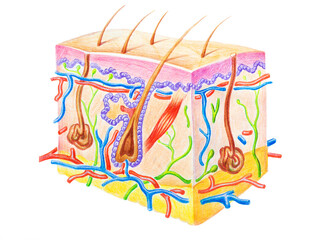 Human skin structure showing skin layers, hair and sweat gland. Handdrawn illustration with colored pencils - obrazy, fototapety, plakaty