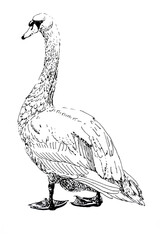 Handdrawn illustration of swan, black ink pen
