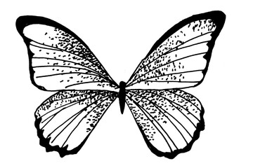 Handdrawn illustration of butterfly, black ink pen