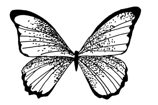 Handdrawn illustration of butterfly, black ink pen