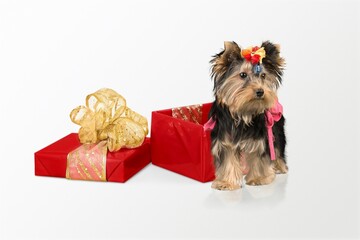 Cute dog puppy in Valentine's Day gift box on background