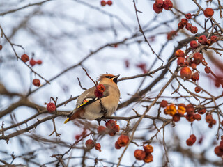 Bohemian Waxwing, Bombycilla garrulus, sitting on the bush and feeding on wild red apples in winter or early spring time.