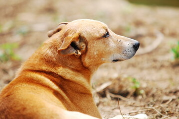 caramel brazilian mixed-breed dog