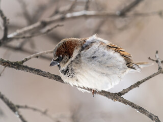Sparrow sits on a branch without leaves.