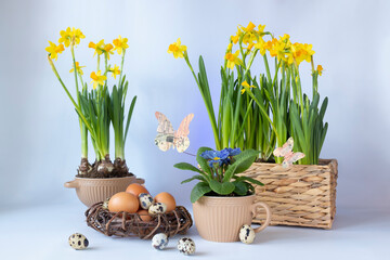 Eggs in a nest and narcisseae and a primula in pots against a light background