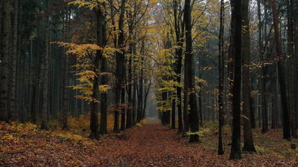 Stadtwald / Sächsisches Vogtland / Herbst