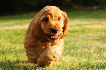 Obraz premium Amazing, newborn and cute red English Cocker Spaniel puppy detail. Small and cute red Cocker Spaniel puppies running in the green grass