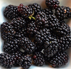 Black Rubus fruiticosus fruit, blackberries