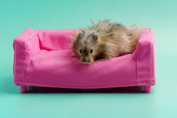 Syrian hamster gray sitting on a pink toy sofa