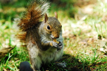 Naklejka na ściany i meble squirrel in the park eating nut