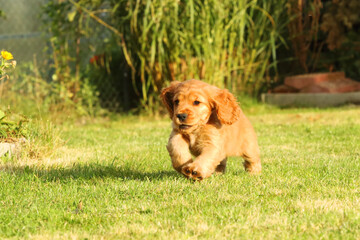 Fototapeta premium Amazing, newborn and cute red English Cocker Spaniel puppy detail. Small and cute red Cocker Spaniel puppies running in the green grass