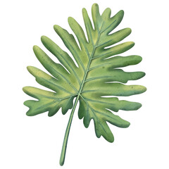 Naklejka na ściany i meble Green tropical palm leaf. Tropical plant. Hand painted watercolor illustration isolated on white. 