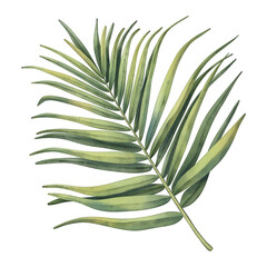 Green tropical palm leaf. Tropical plant. Hand painted watercolor illustration isolated on white. 