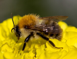 Hummel