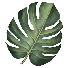 Green tropical monstera leaf. Tropical plant. Hand painted watercolor illustration isolated on white. 