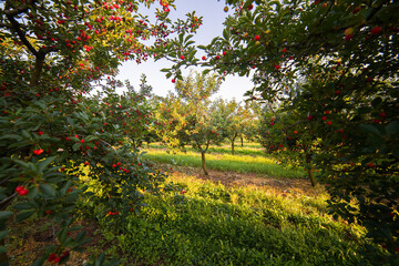 Fototapeta na wymiar Cherries on orchard tree in sunset
