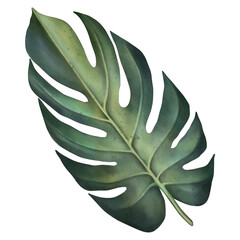 Green tropical monstera leaf. Tropical plant. Hand painted watercolor illustration isolated on white. 