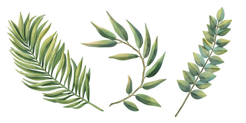Tropical set of plants on a white background. Watercolor hand painted, summer clipart, palm leaves