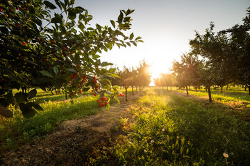  Cherries on orchard tree in sunset