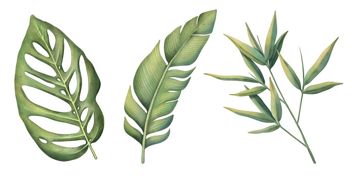 Tropical set of plants on a white background. Watercolor hand painted, summer clipart, palm leaves