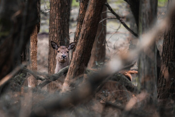 deer in the woods