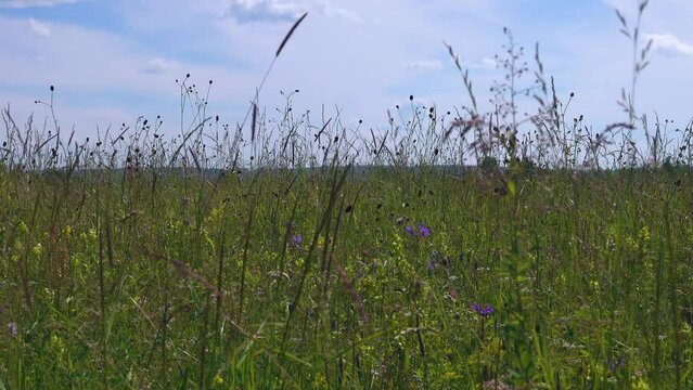 Inundation meadow, forb meadow; herb meadow - motley grass-grasses association. Krasnoyarsk Region, Siberia
