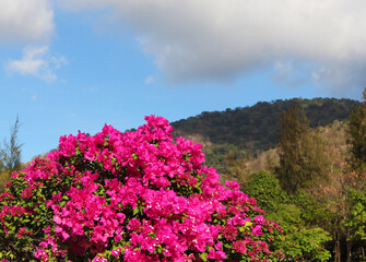 bougainvillea blooming against the blue sky and high mountains. the beautiful southern landscape