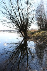 Wierzba nad wodą © Ireneusz