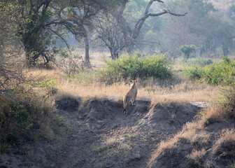 A lion awaits for a zebra to make a mistake and search for water. Tanzania.