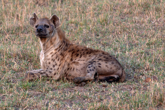 Hyenas or hyaenas are any feliform carnivoran mammals of the family Hyaenidae. 