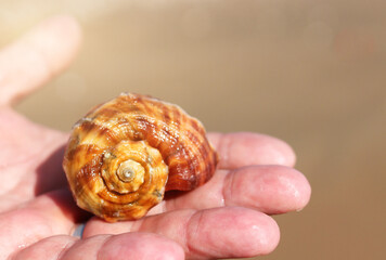 beautiful seashell in the palm of your hand