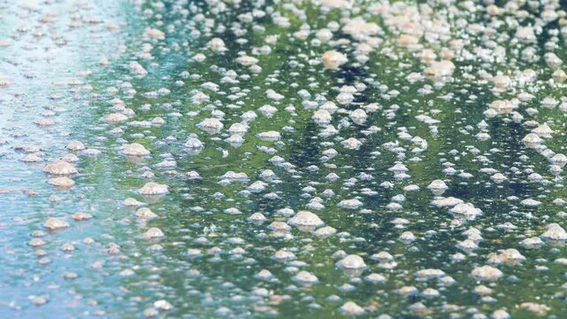 A film of algae bubbles on the surface of the lake. Pollution of water bodies, eutrophication