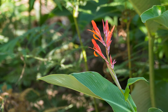 Indian Shot plant with flowers outdoors canna indica