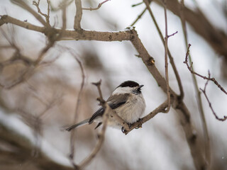 Cute bird the willow tit, song bird sitting on a branch without leaves in the winter.
